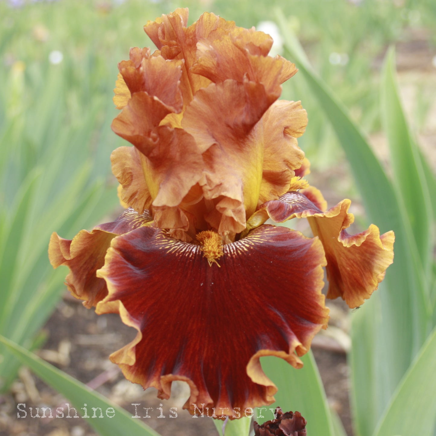 Copatonic - Tall Bearded Iris