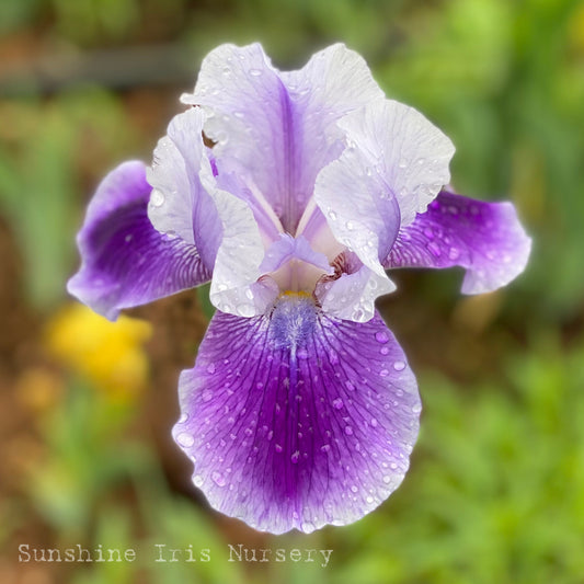 Copy Cat - Median Bearded Iris