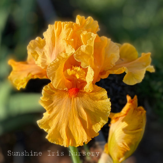 Cordoba - Tall Bearded Iris