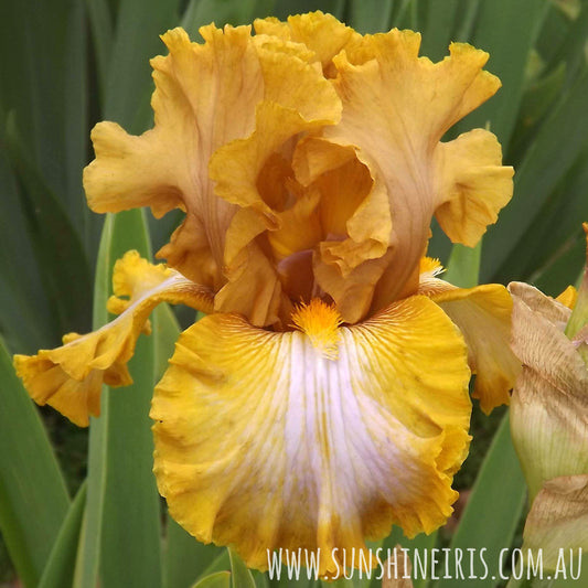 Corona Gold - Tall Bearded Iris