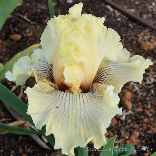 Cotillion Gown - Tall Bearded Iris