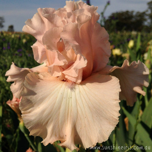 Court Dancer - Tall Bearded Iris