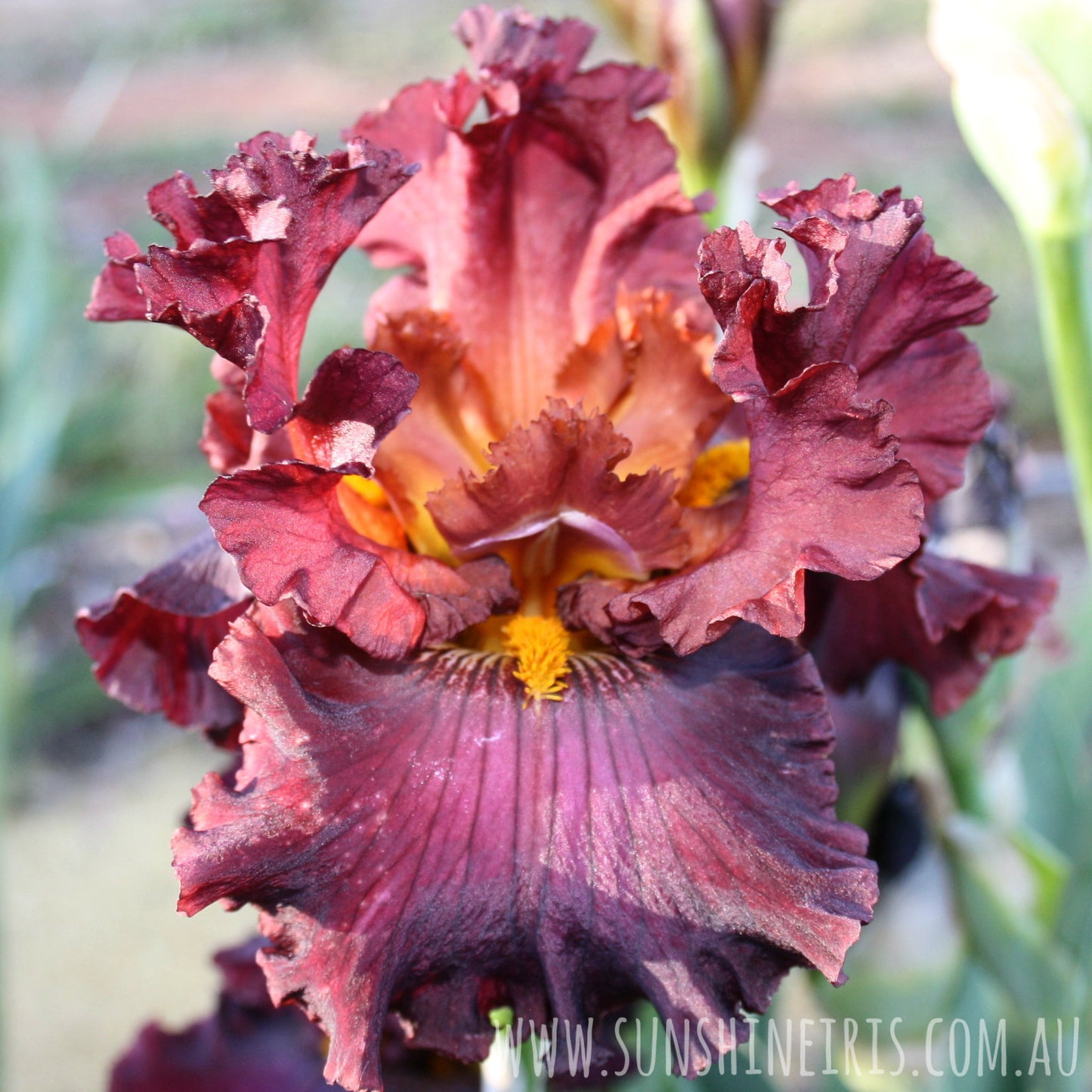 Cover Page - Tall Bearded Iris