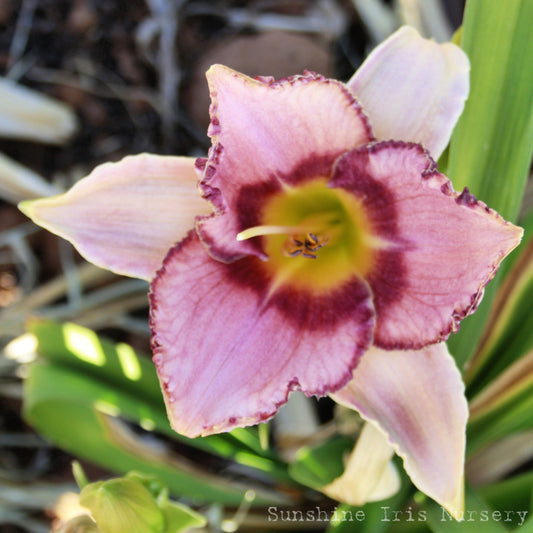 Creative Edge - Large Daylily