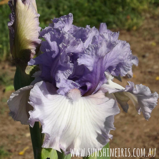 Crystal Gazer - Tall Bearded Iris