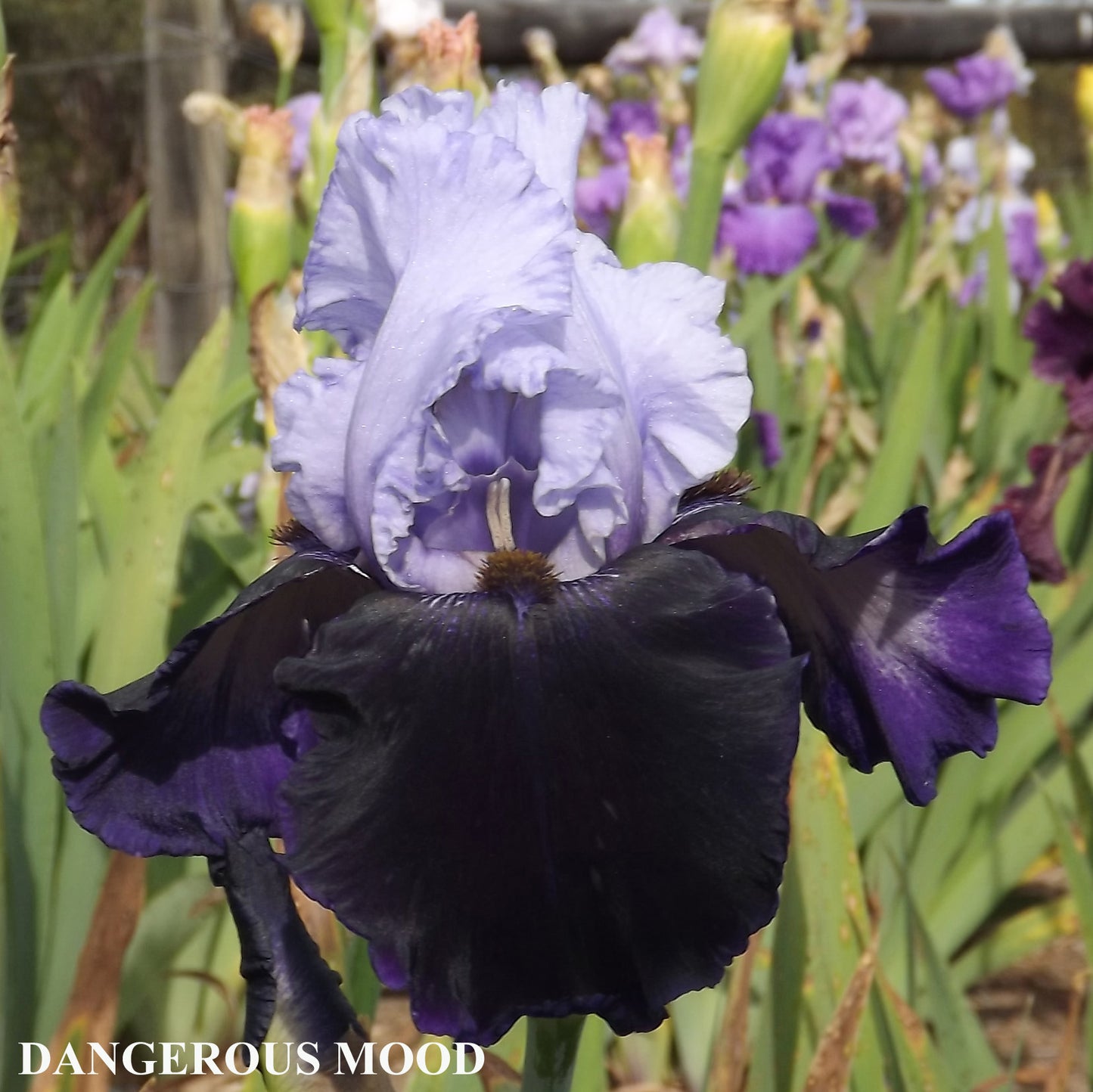 Dangerous Mood - Tall Bearded Iris