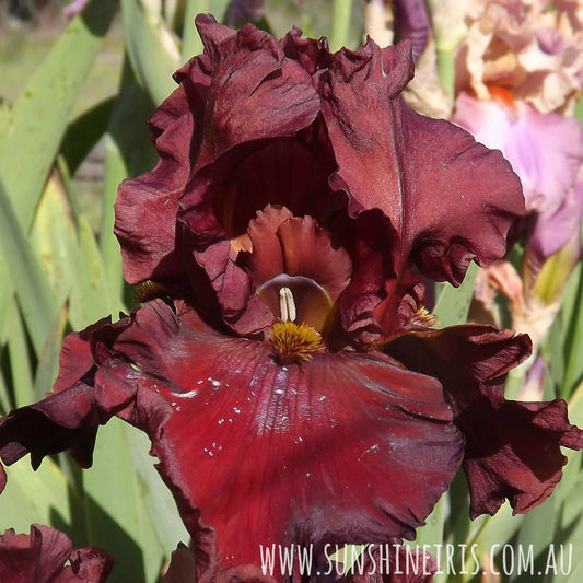 Dynamite - Tall Bearded Iris