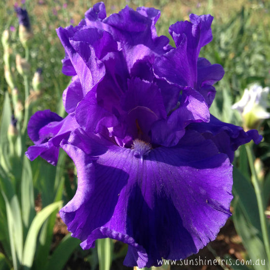 Dahdah - Tall Bearded Iris