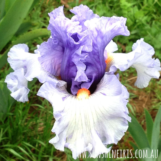 Dance Recital - Tall Bearded Iris