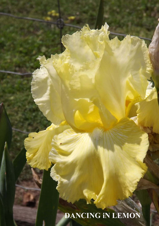 Dancing in Lemon - Tall Bearded Iris