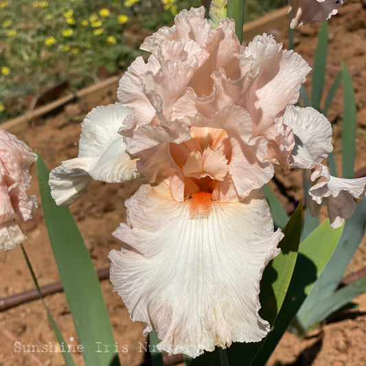 Dancing in Pink - Tall Bearded Iris