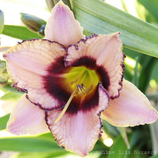 Daring Dilemma - Large Daylily