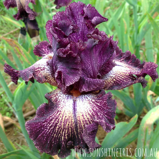 Dark Drama - Tall Bearded Iris