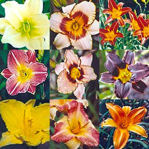 Daylily Special - 6 for $50