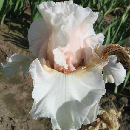 Dear Chloe - Tall Bearded Iris