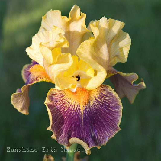 Delirium - Median Bearded Iris