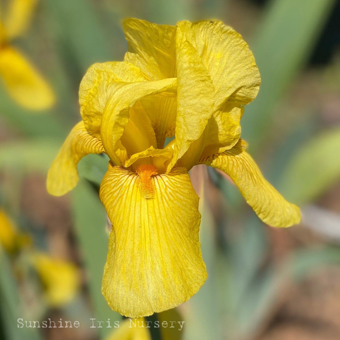 Desert Echo - Tall Bearded Iris