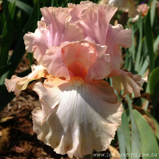 Designer Gown - Tall Bearded Iris