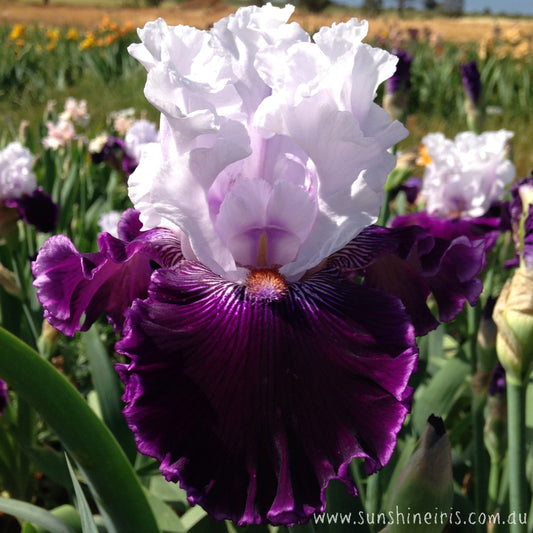 Dinner Talk - Tall Bearded Iris