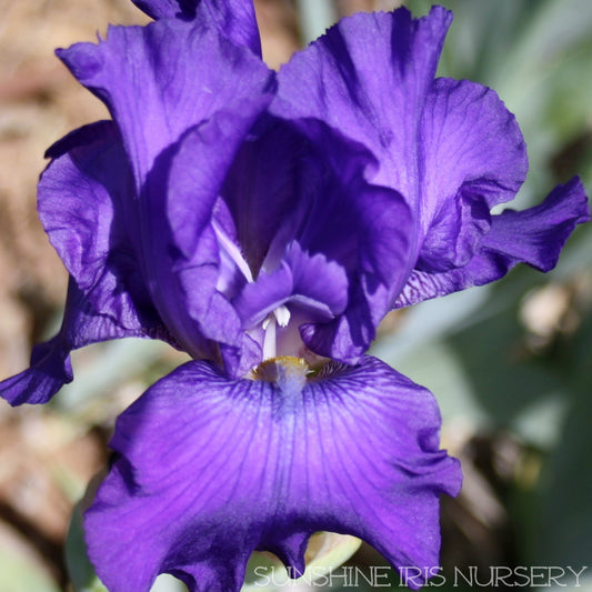 Distraction - Tall Bearded Iris