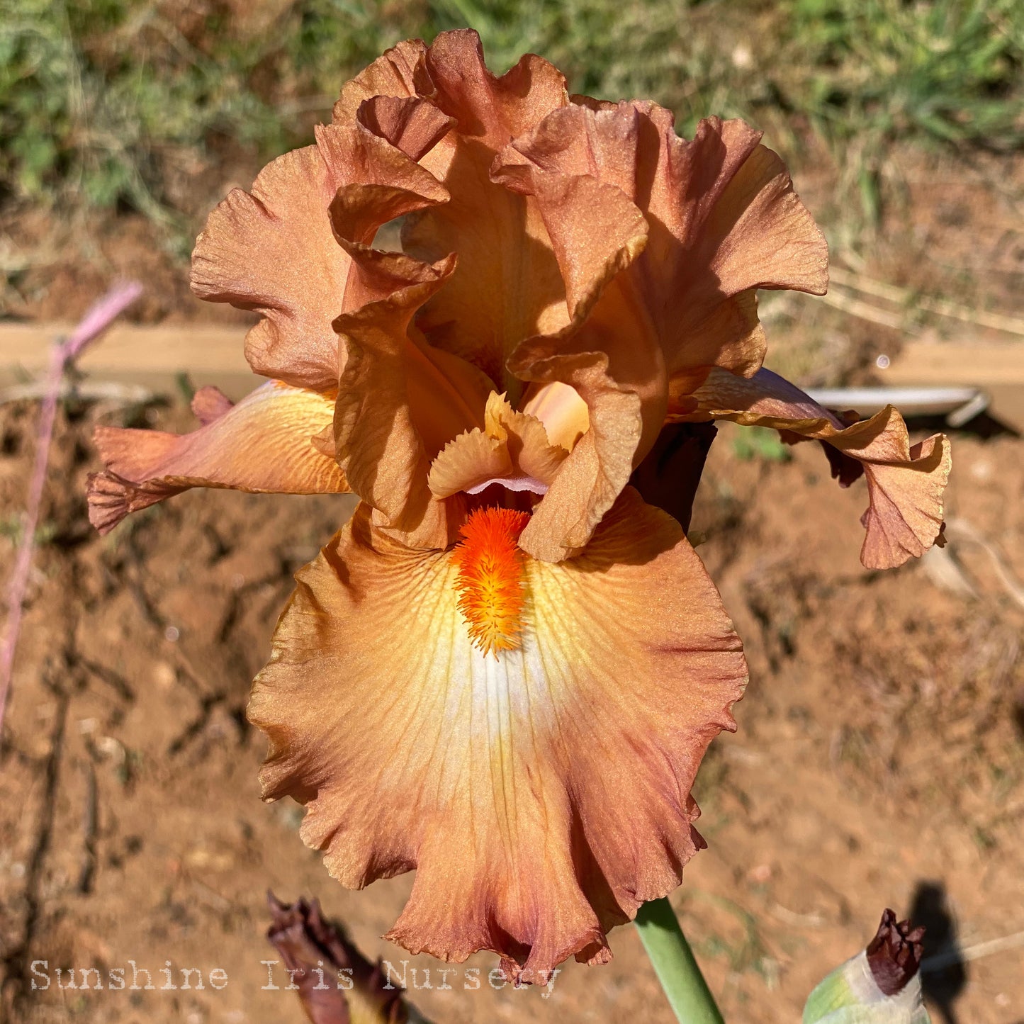 Dodge City - Tall Bearded Iris