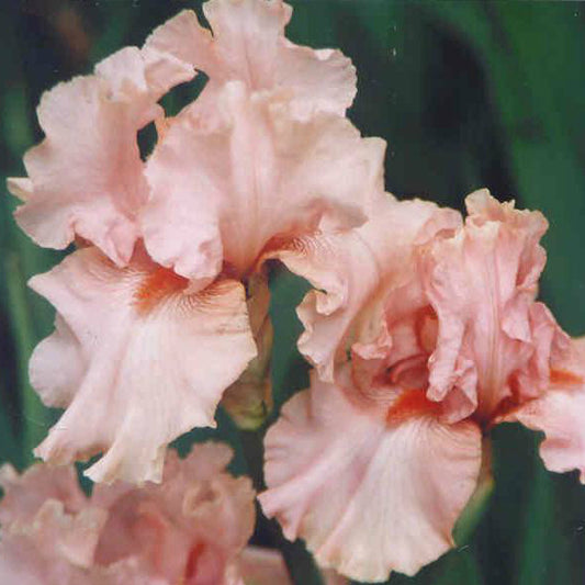 Doll Baby - Median Bearded Iris