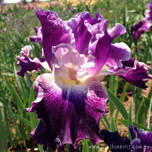 Double Click - Tall Bearded Iris