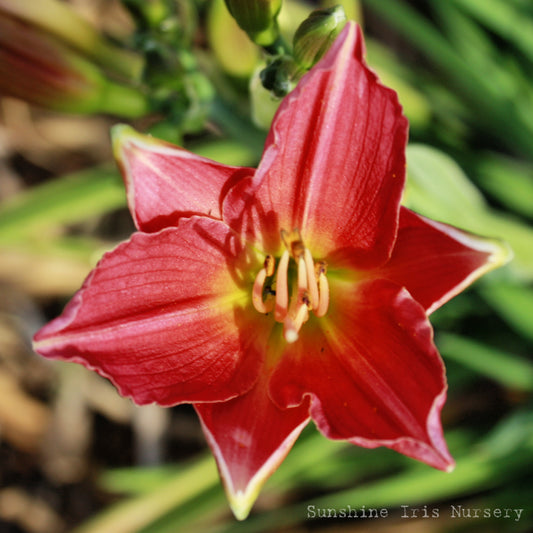 Double Oh Seven - Miniature Daylily