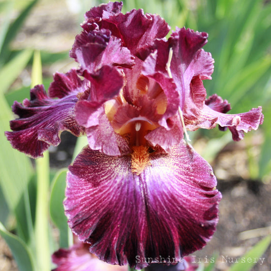 Double Vision - Tall Bearded Iris