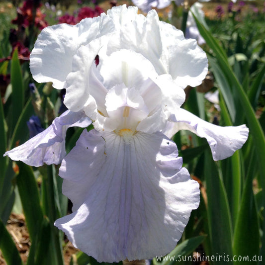 Dover Beach - Tall Bearded Iris