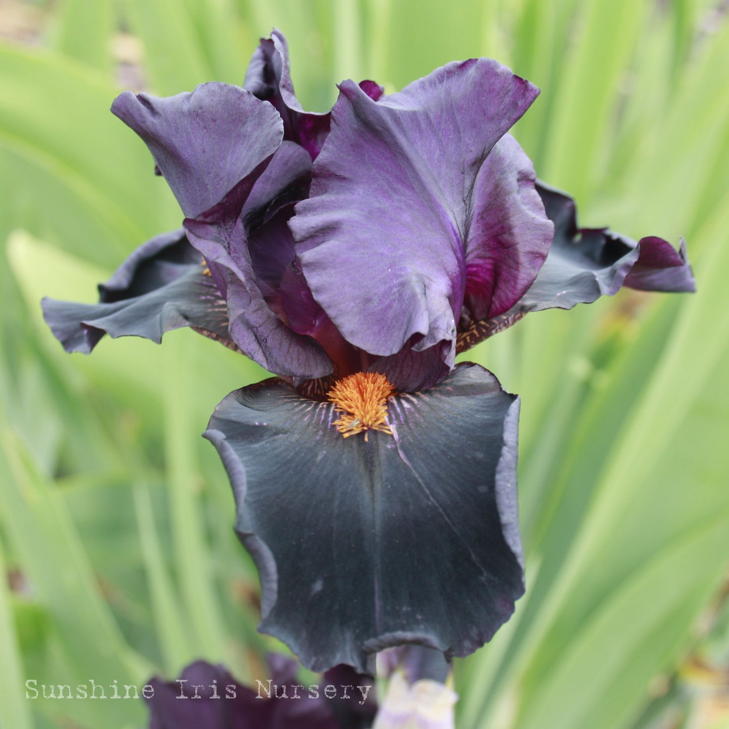 Dracula’s Kiss - Tall Bearded Iris