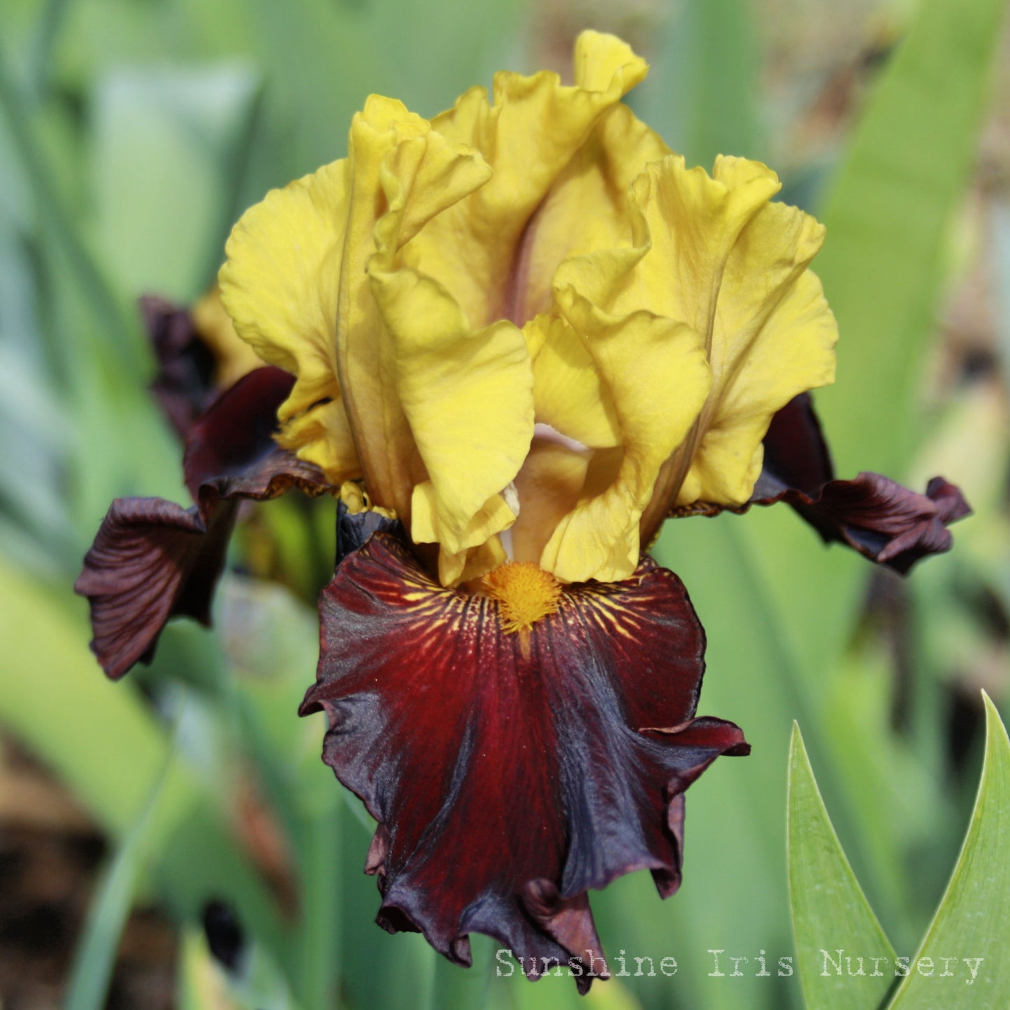 Dragon Drums - Tall Bearded Iris