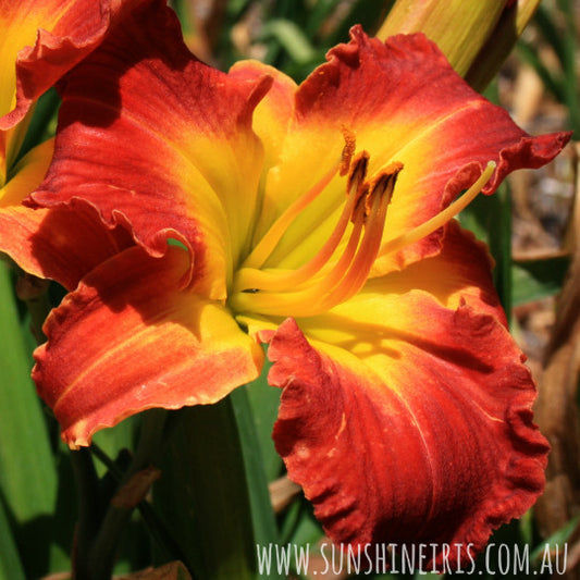 Dragon King - Large Daylily