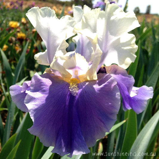 Dream Of You - Tall Bearded Iris