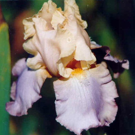 Dual Tone - Tall Bearded Iris