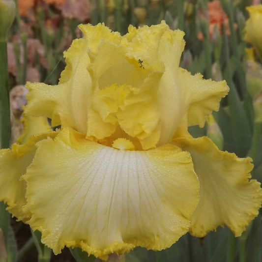 Enhancement - Tall Bearded Iris