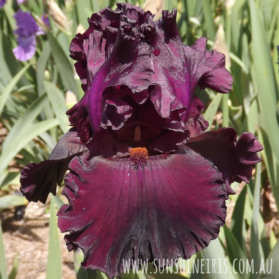 Ennoble - Tall Bearded Iris