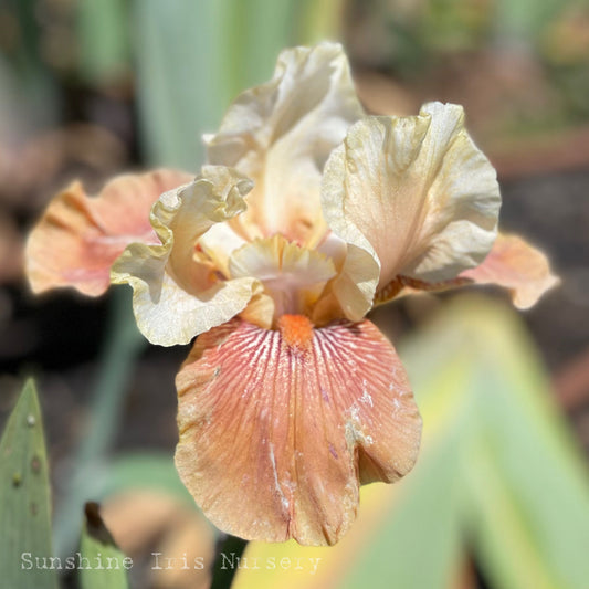 Echo Beach - Tall Bearded Iris