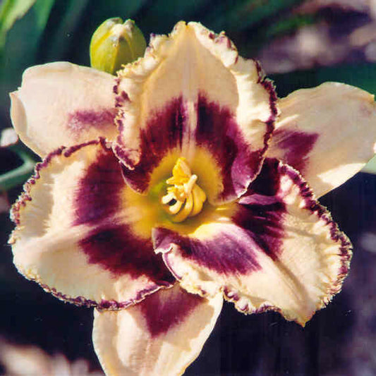 Elizabeth Hay - Large Daylily