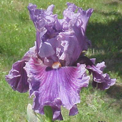 Enchanter - Tall Bearded Iris