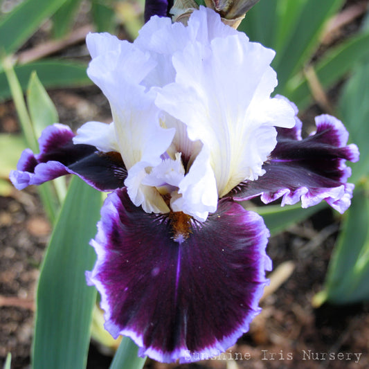 Enjoy The Party - Tall Bearded Iris