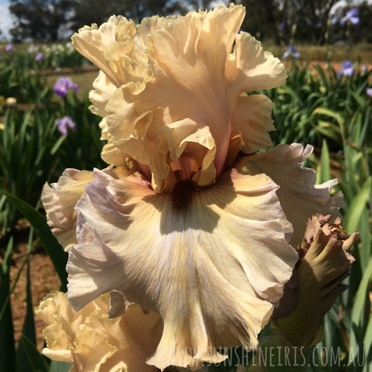 Enter The Dragon - Tall Bearded Iris