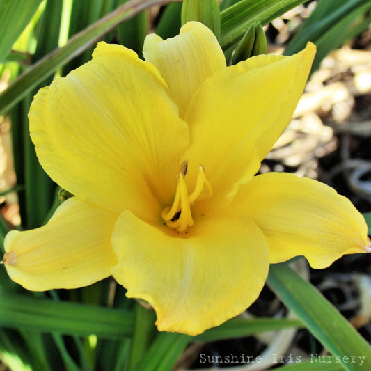 Evening Bell - Large Daylily