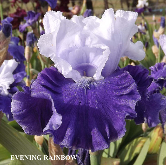 Evening Rainbow - Tall Bearded Iris