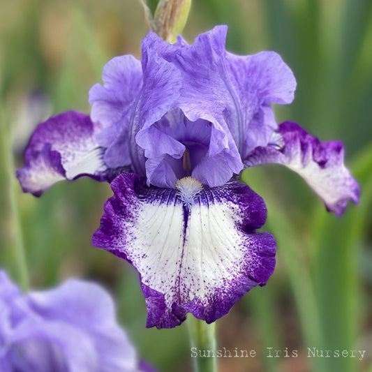 Excite Me - Tall Bearded Iris