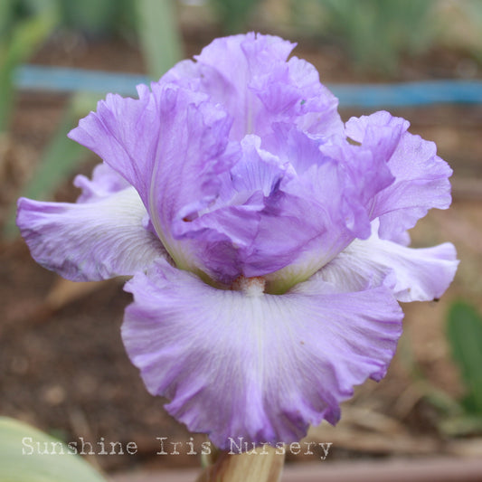 Excuse Me Darling - Tall Bearded Iris