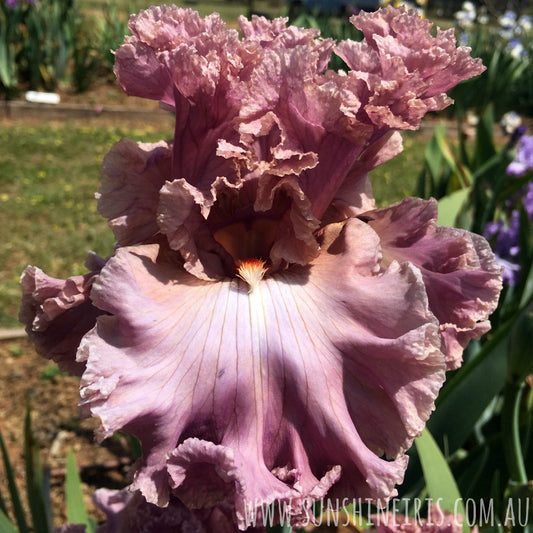 Eye For Style - Tall Bearded Iris