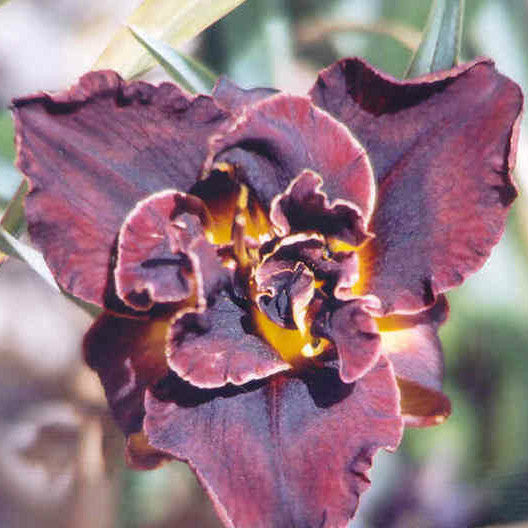 Ezekiel - Double Daylily