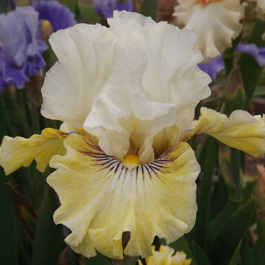 Fancy A Flutter - Tall Bearded Iris