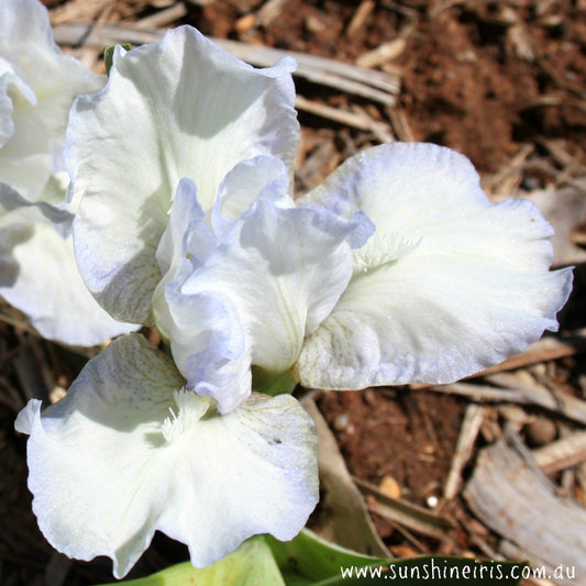 Fairy Footsteps - Dwarf Bearded Iris